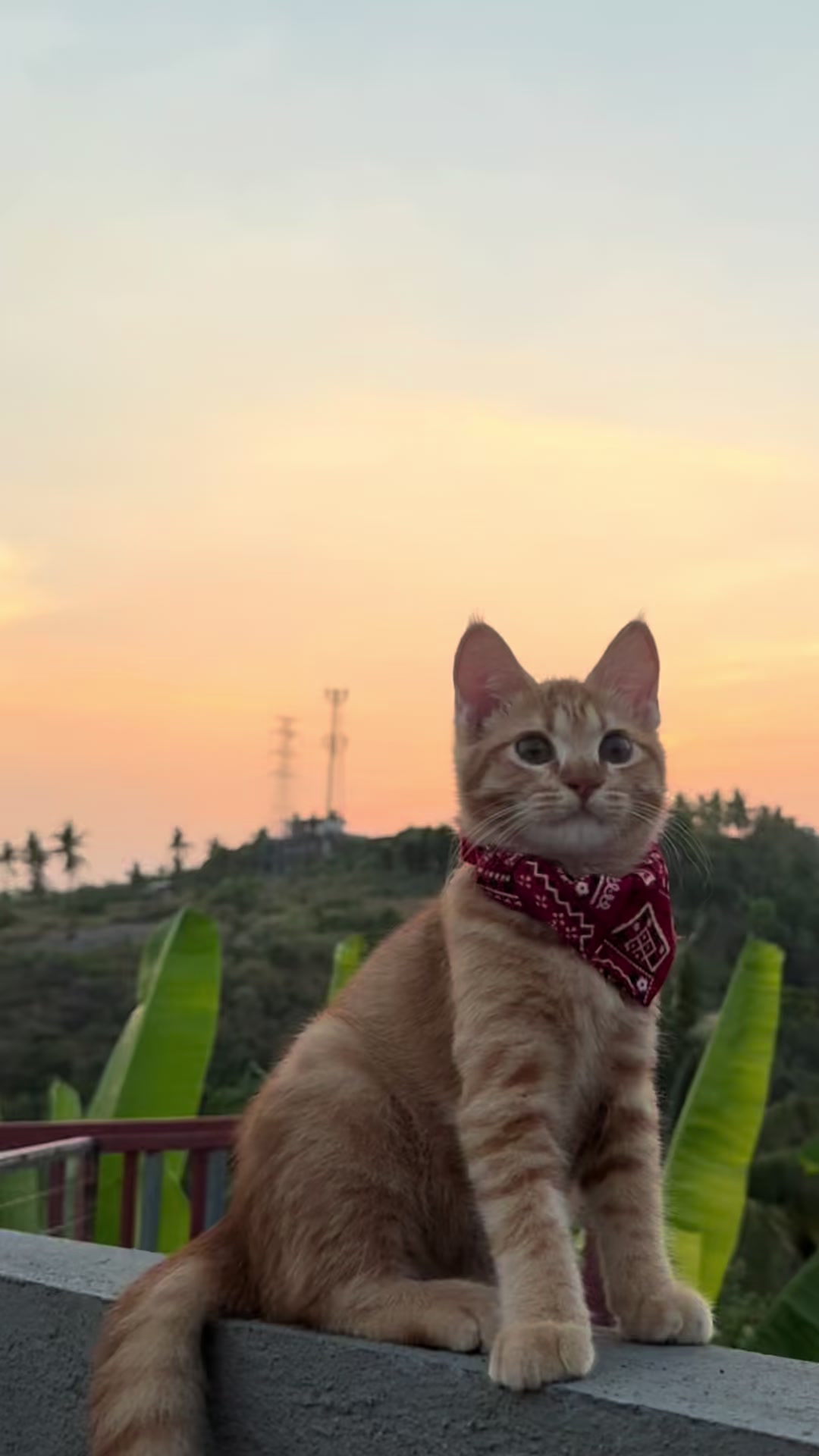 @It’s MEow