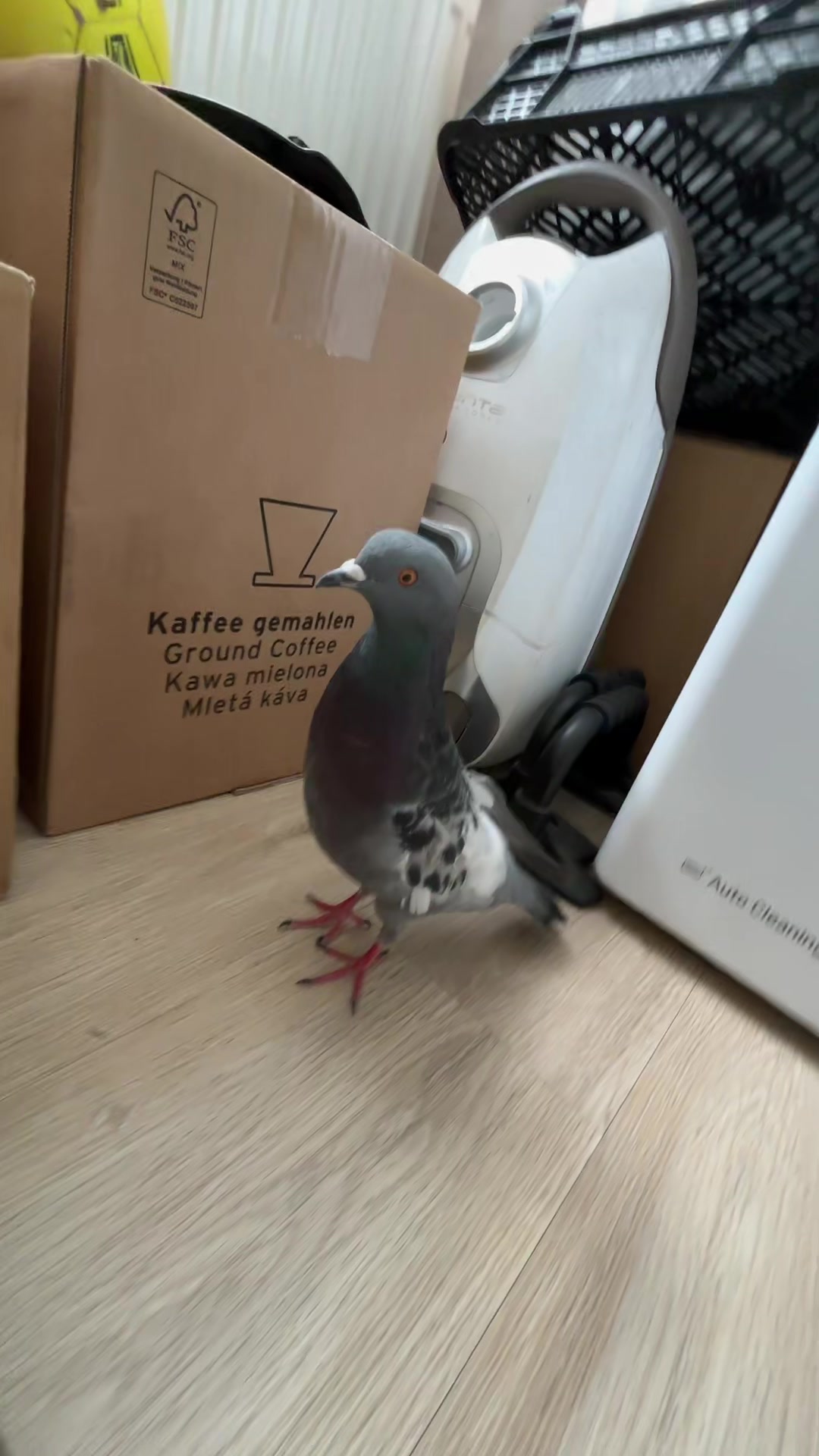 @Pigeon