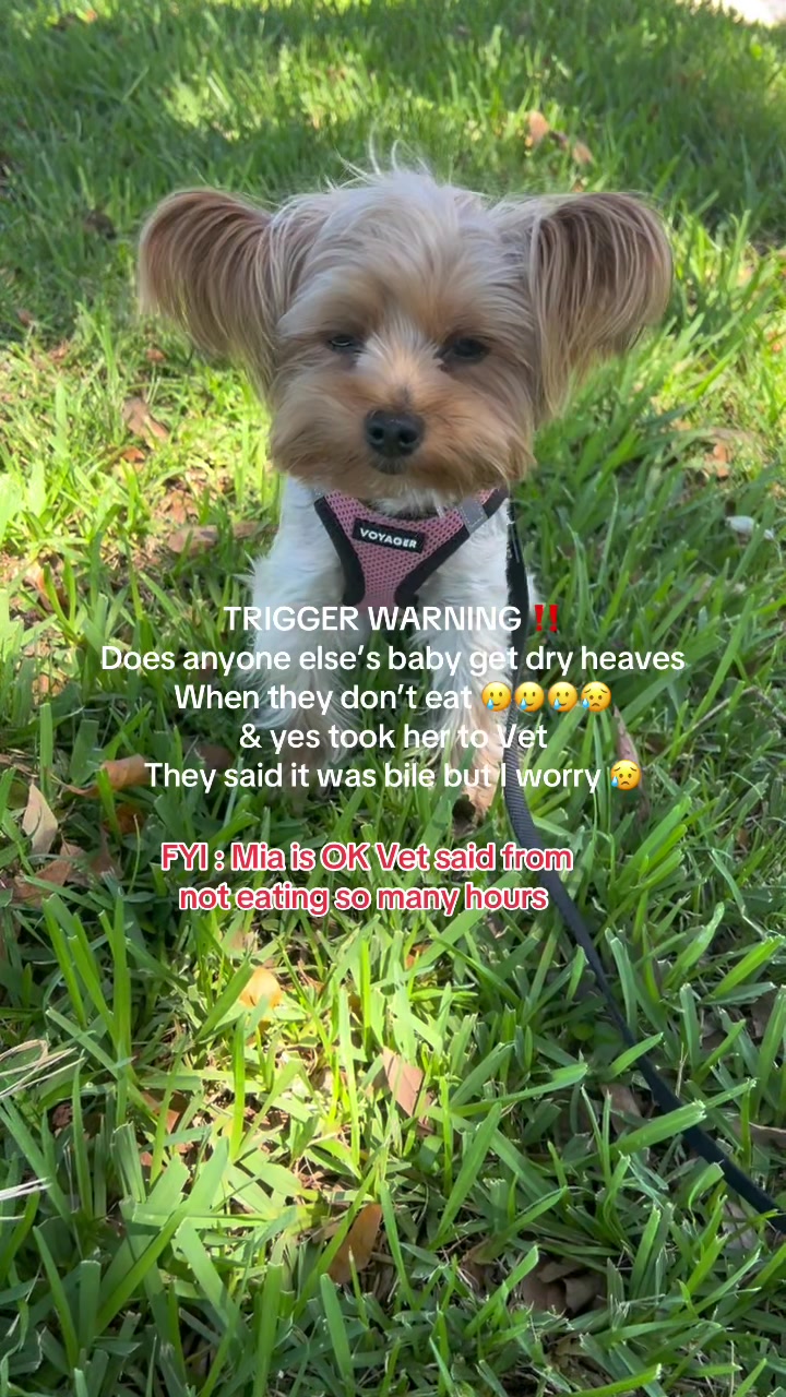 @💎Mia💎Yorkie💎