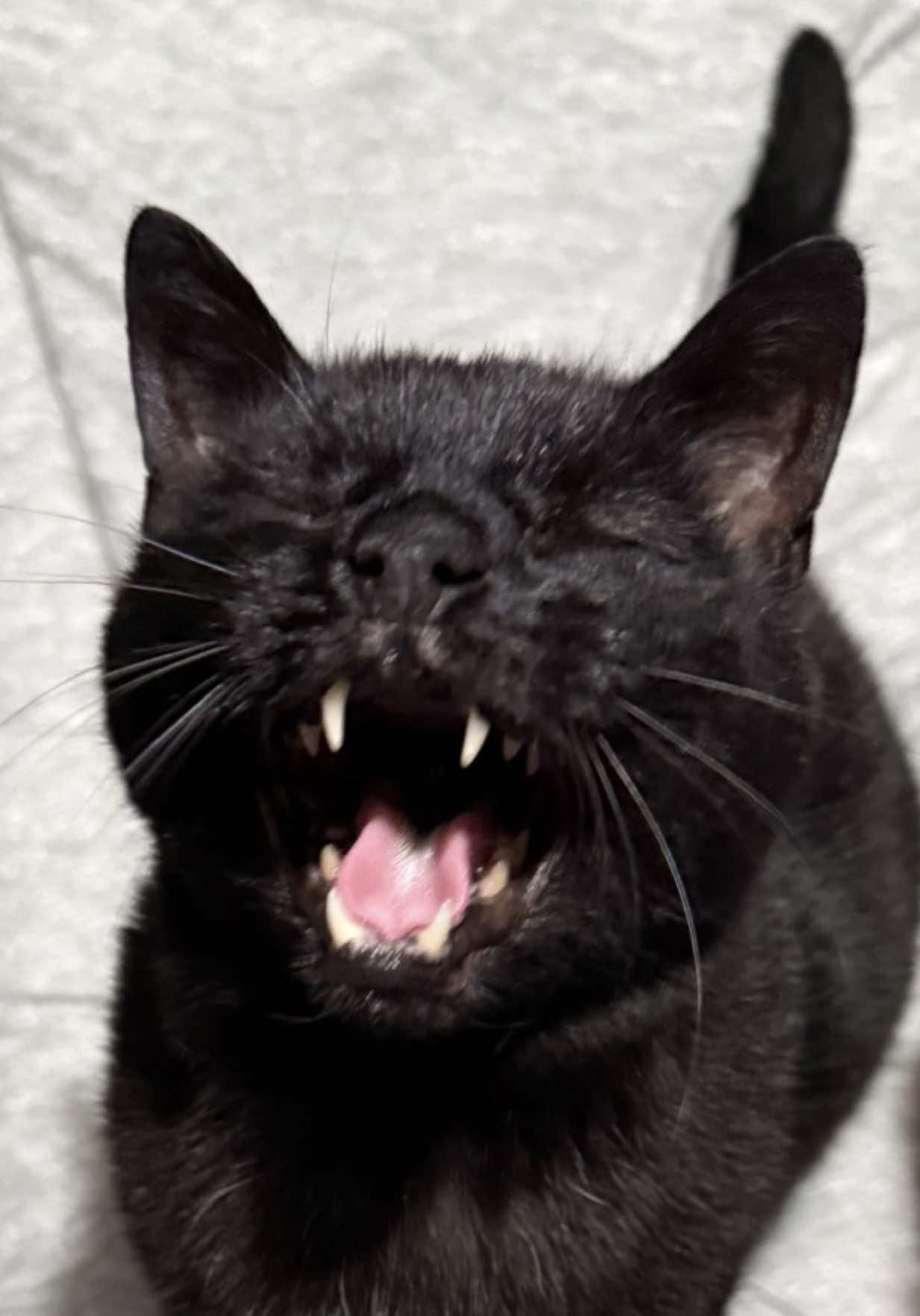 @Teefie_tribe 🐈⬛🐈⬛🐈🦷🦷