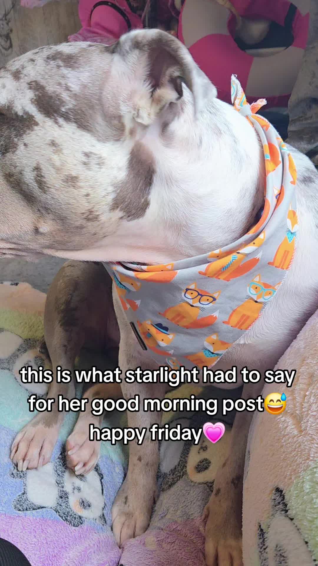 @kirsty+starlight the xl bully