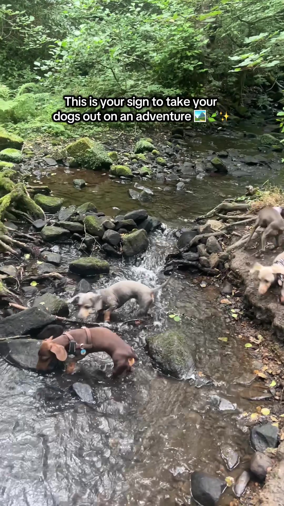 @sir_reggiethesausage
