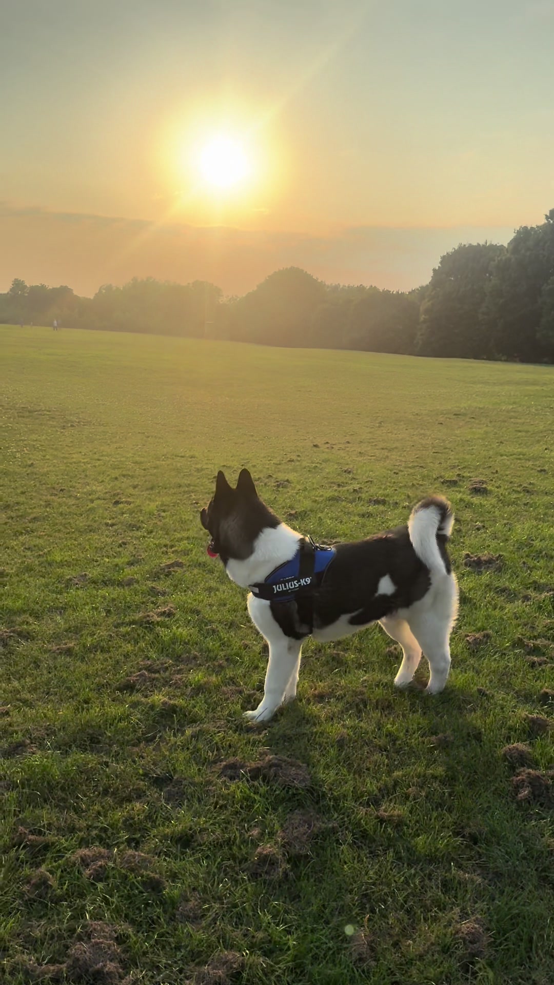 @EnzoTheAkita