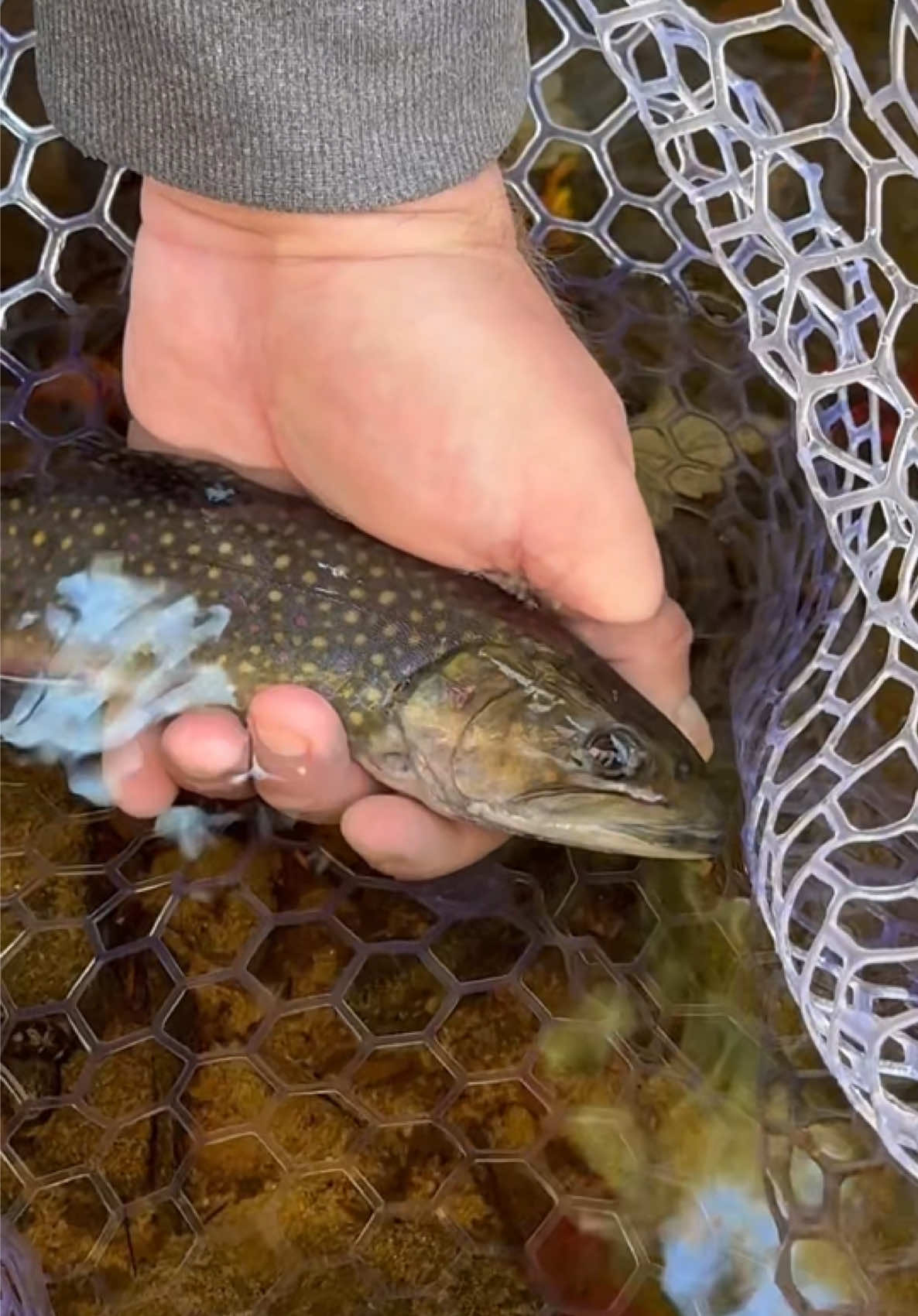 @FlyFishDelawhere