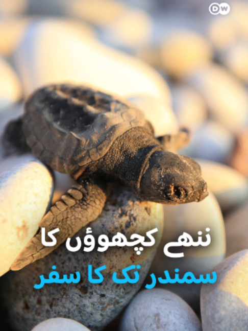 @DW Urdu