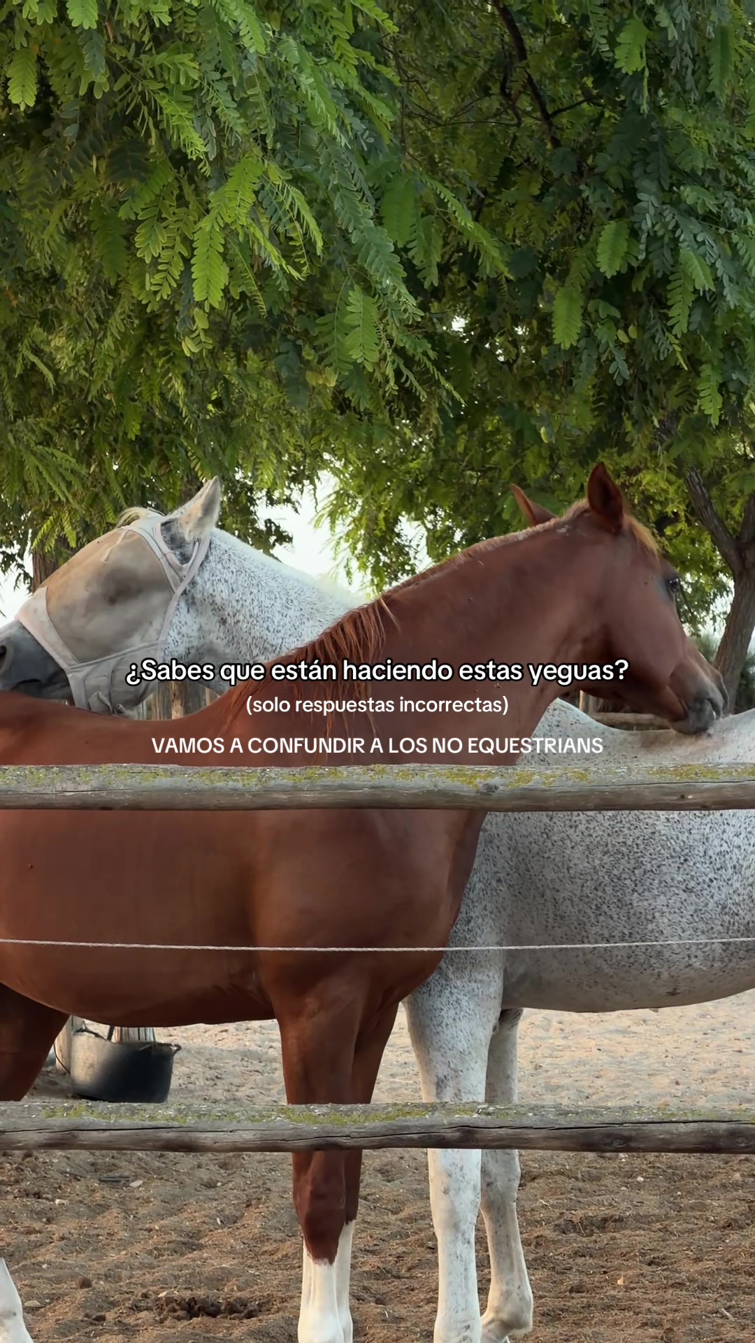 @MyHorse