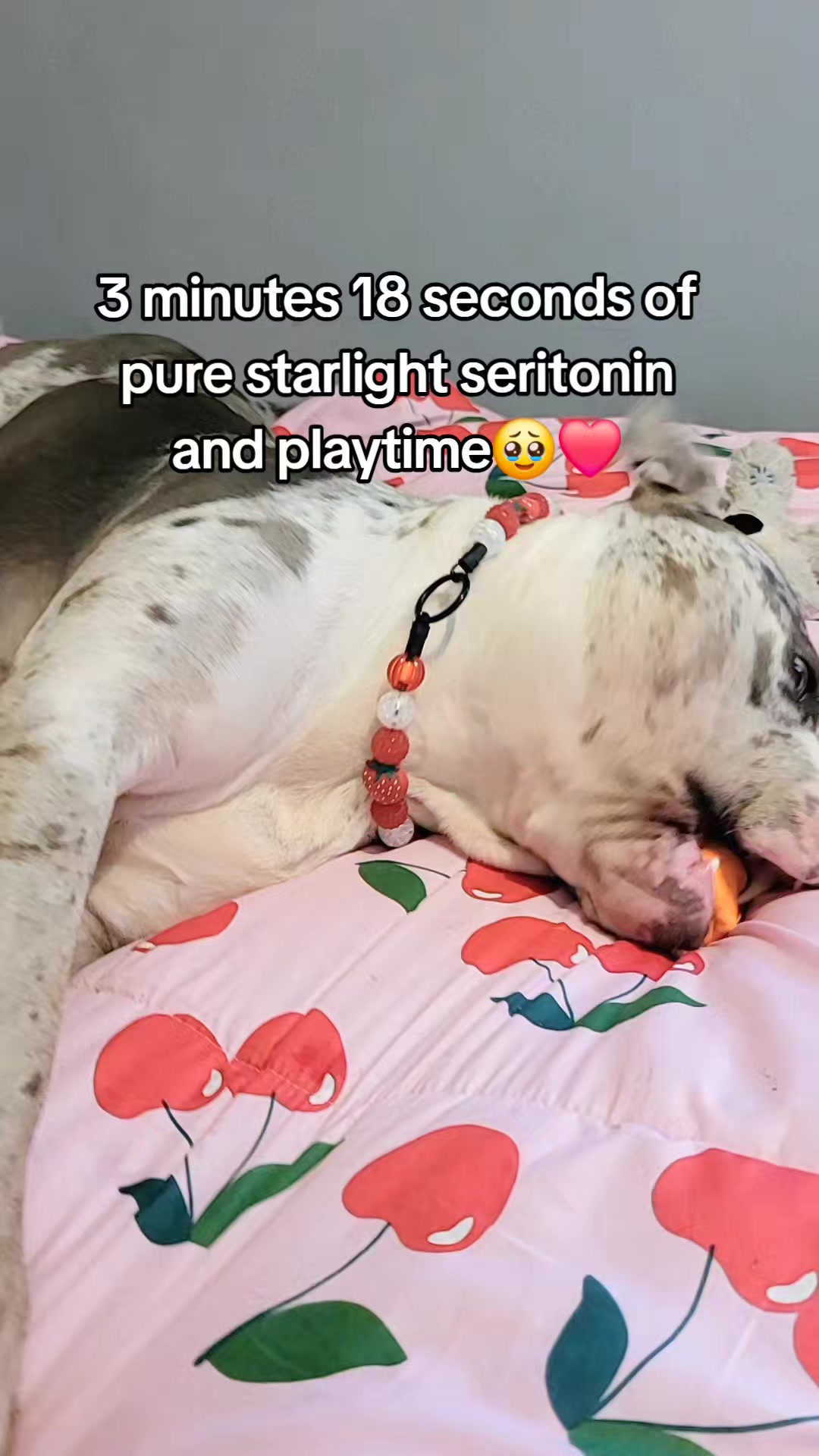 @kirsty+starlight the xl bully