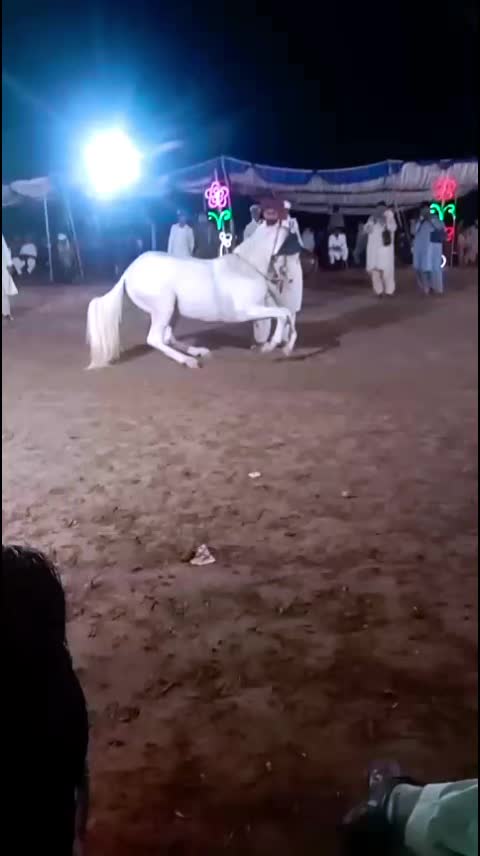 @horse dance #world