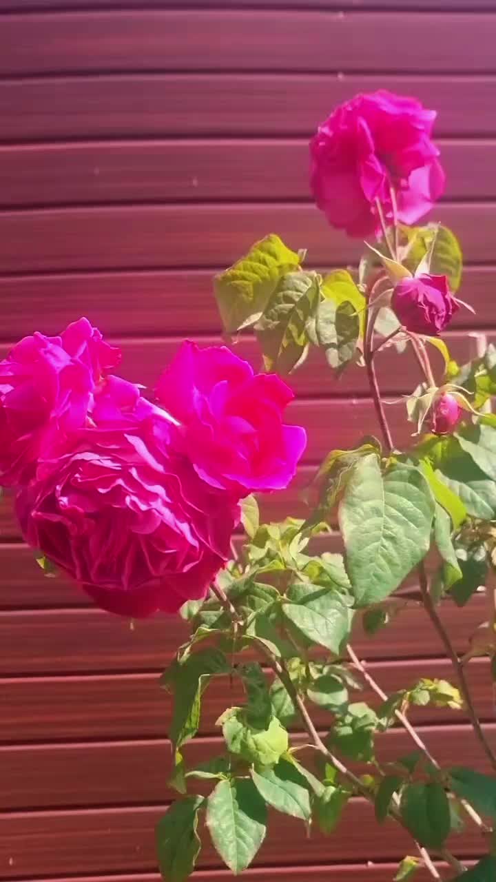 @Zubi🙋♀️زوبی