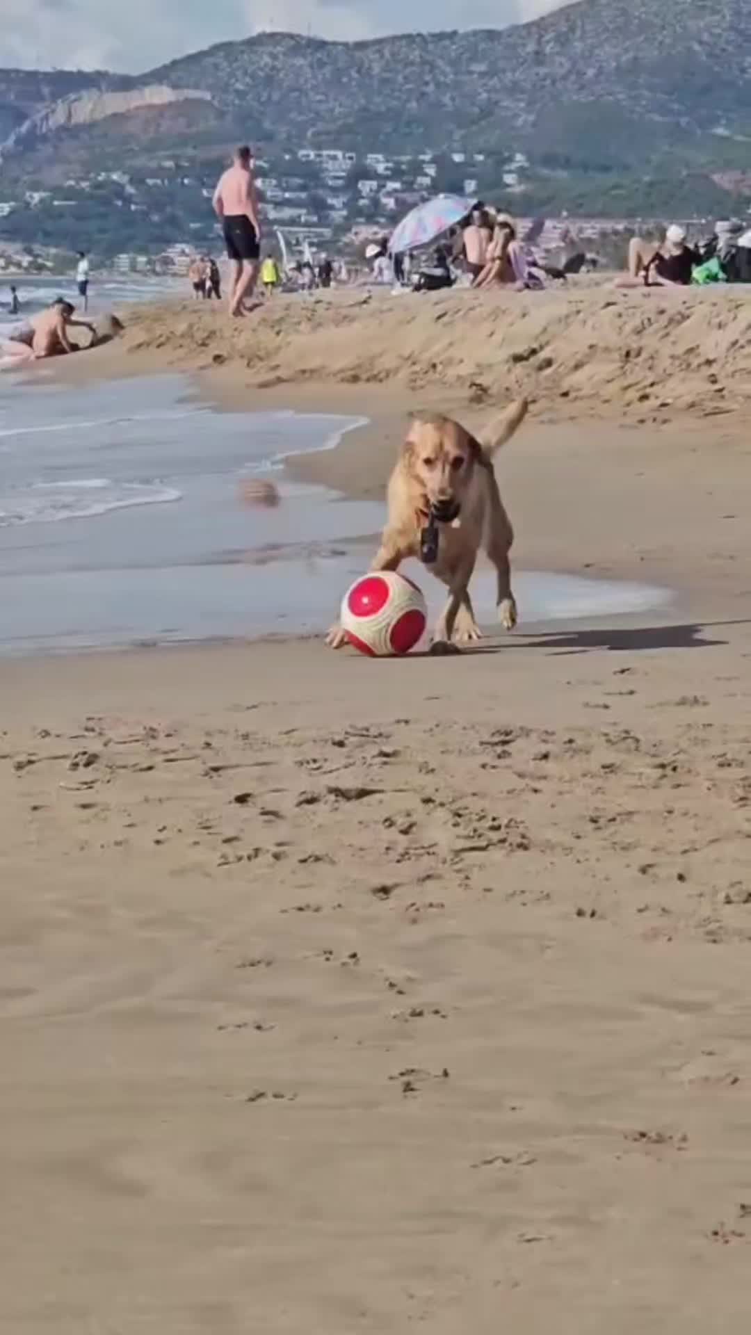 @MessiPaws