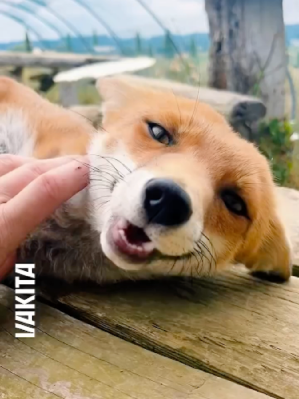 @Vakita