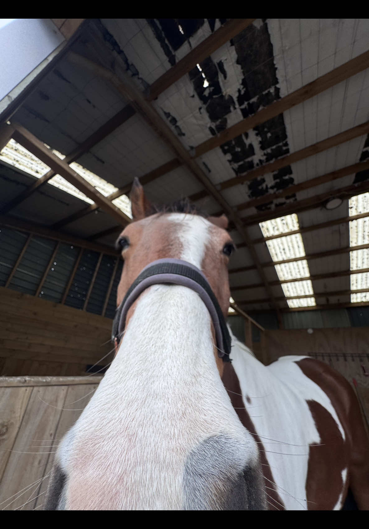 @rubi_andthe3iconicponies