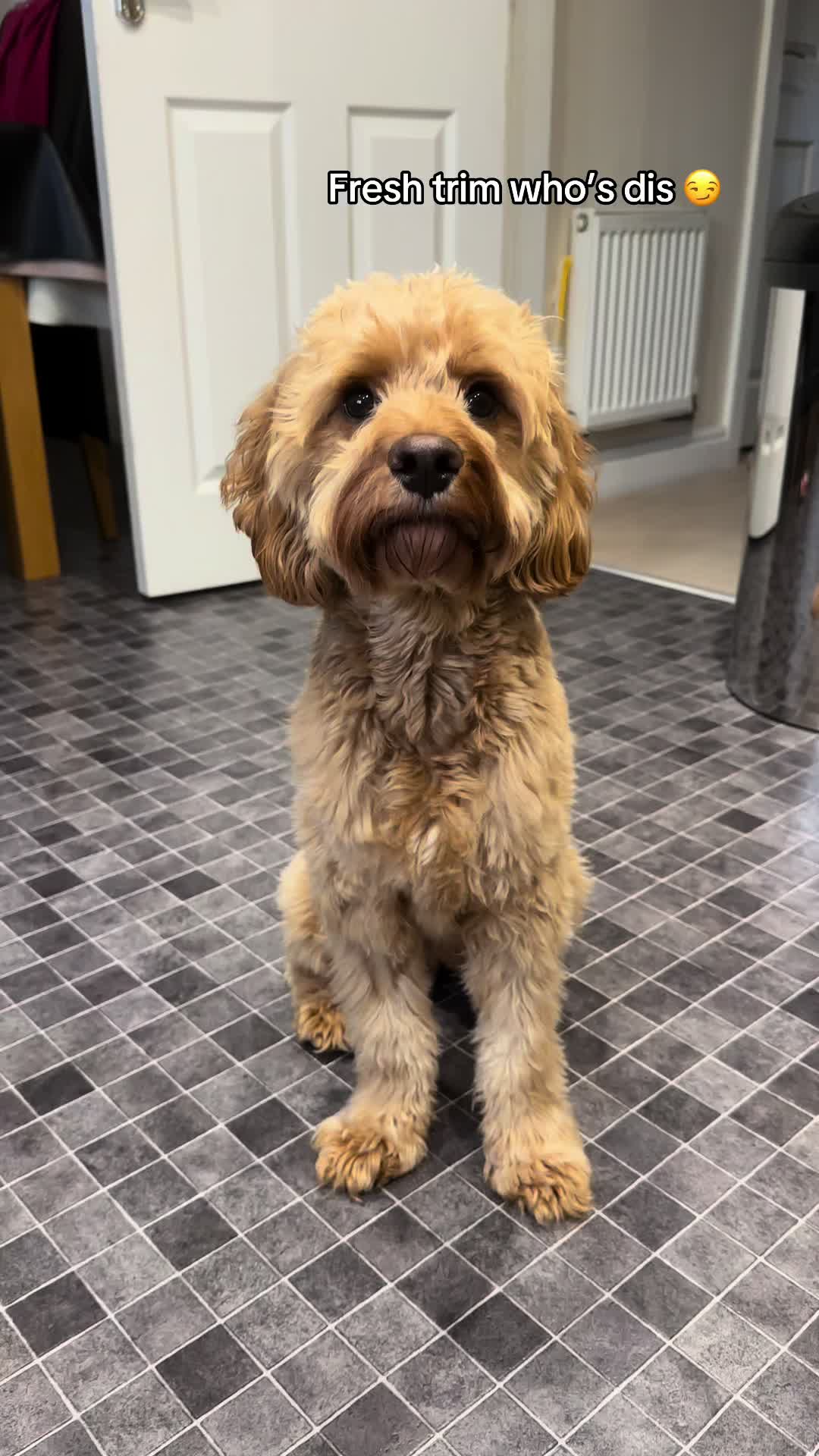 @Max the cavapoo 🐾