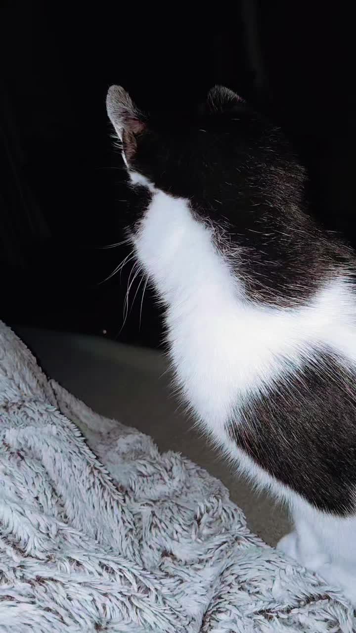 @♥️Katzenmama♥️