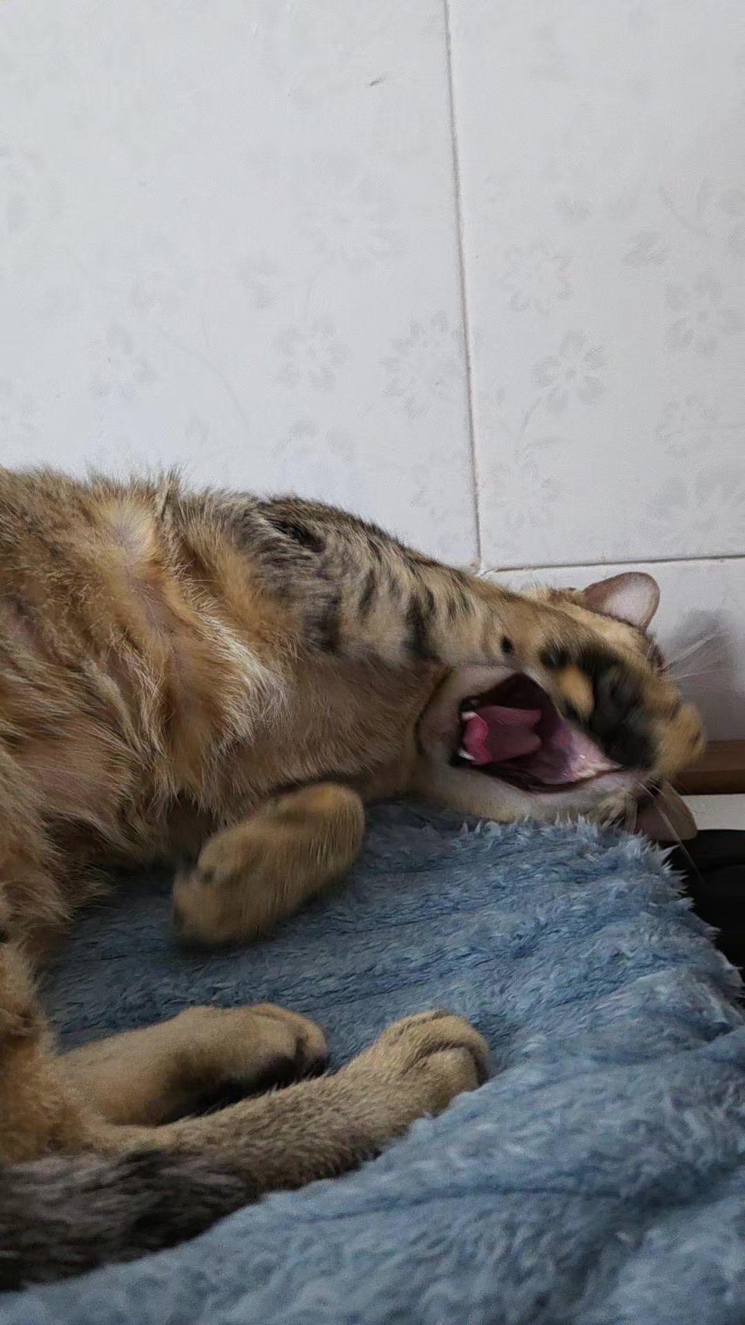 @Khế thúi