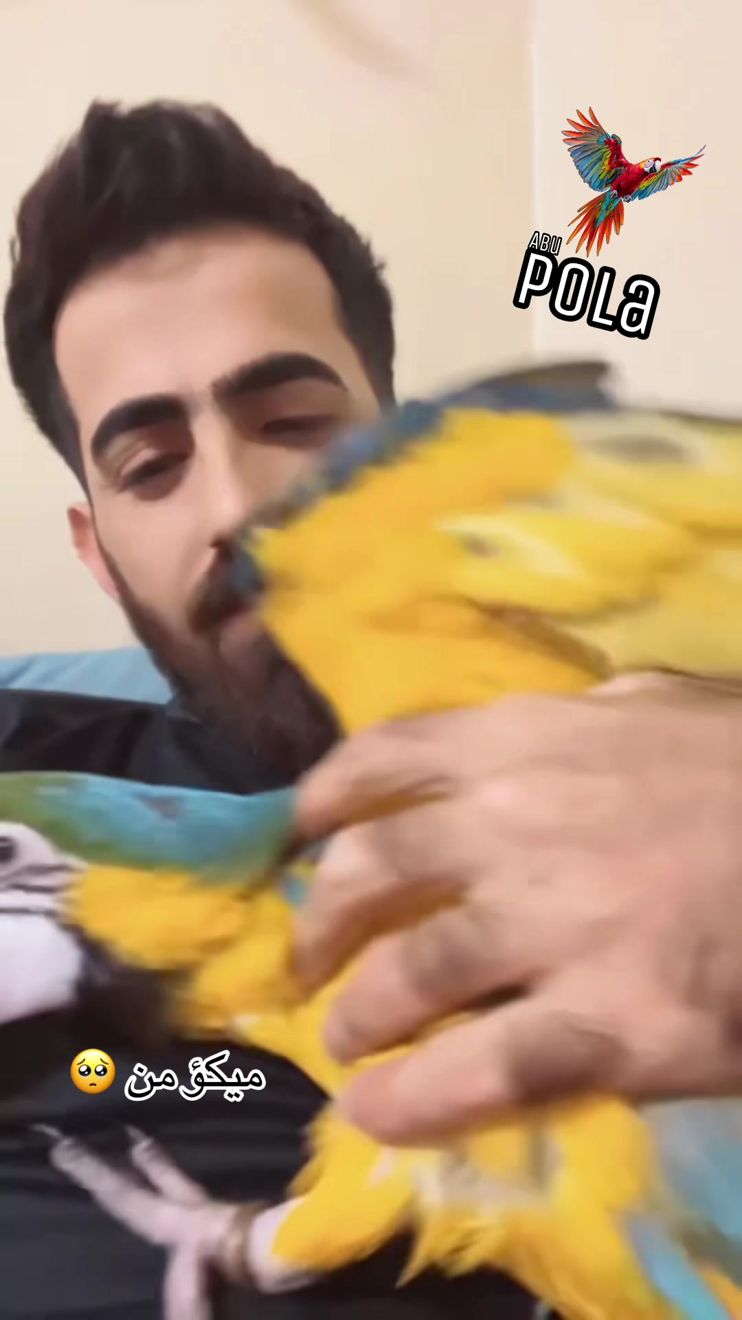 @أبو پؤلا