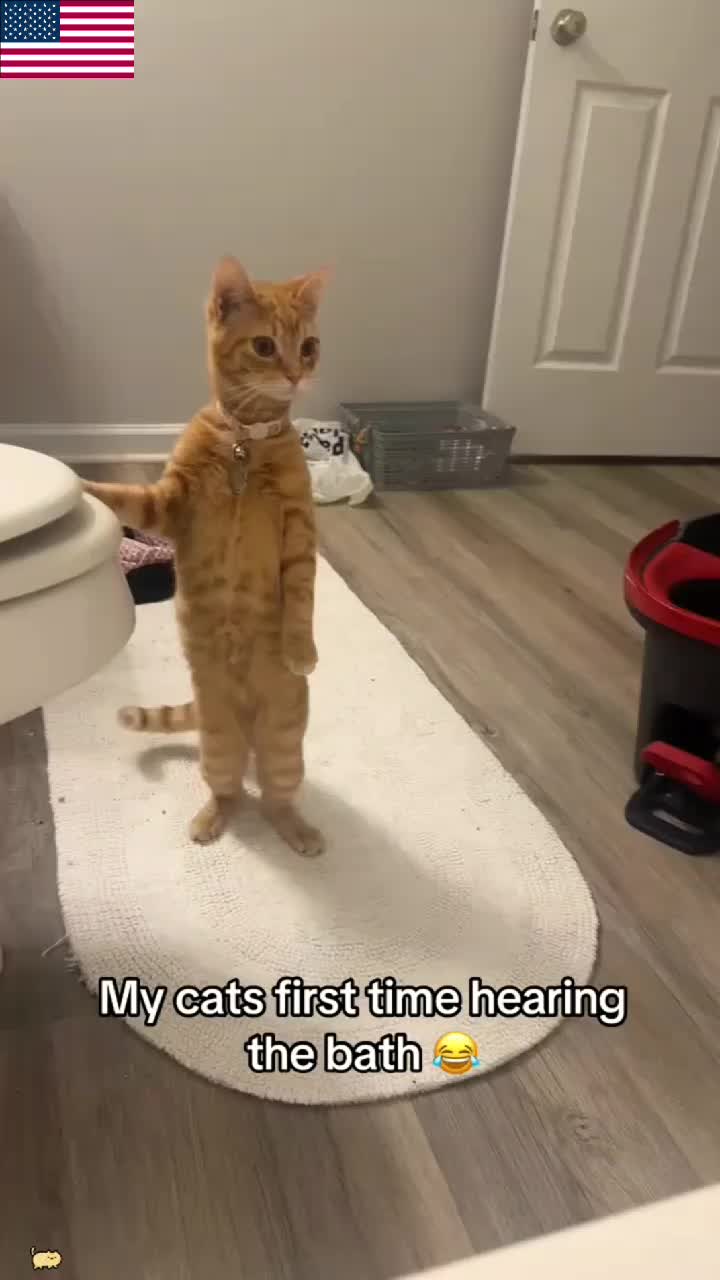 @Kitty Meow