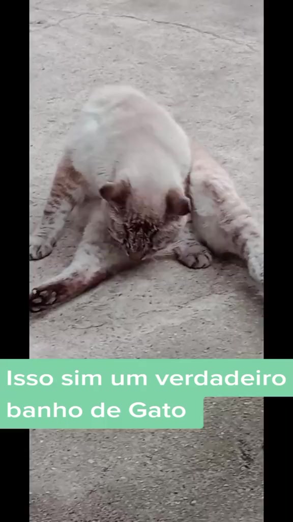 @Pinschers de Paz