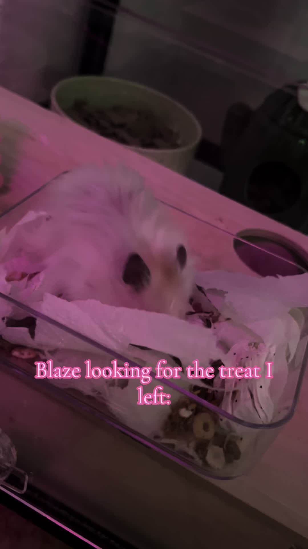 @Blaze🫶🏻