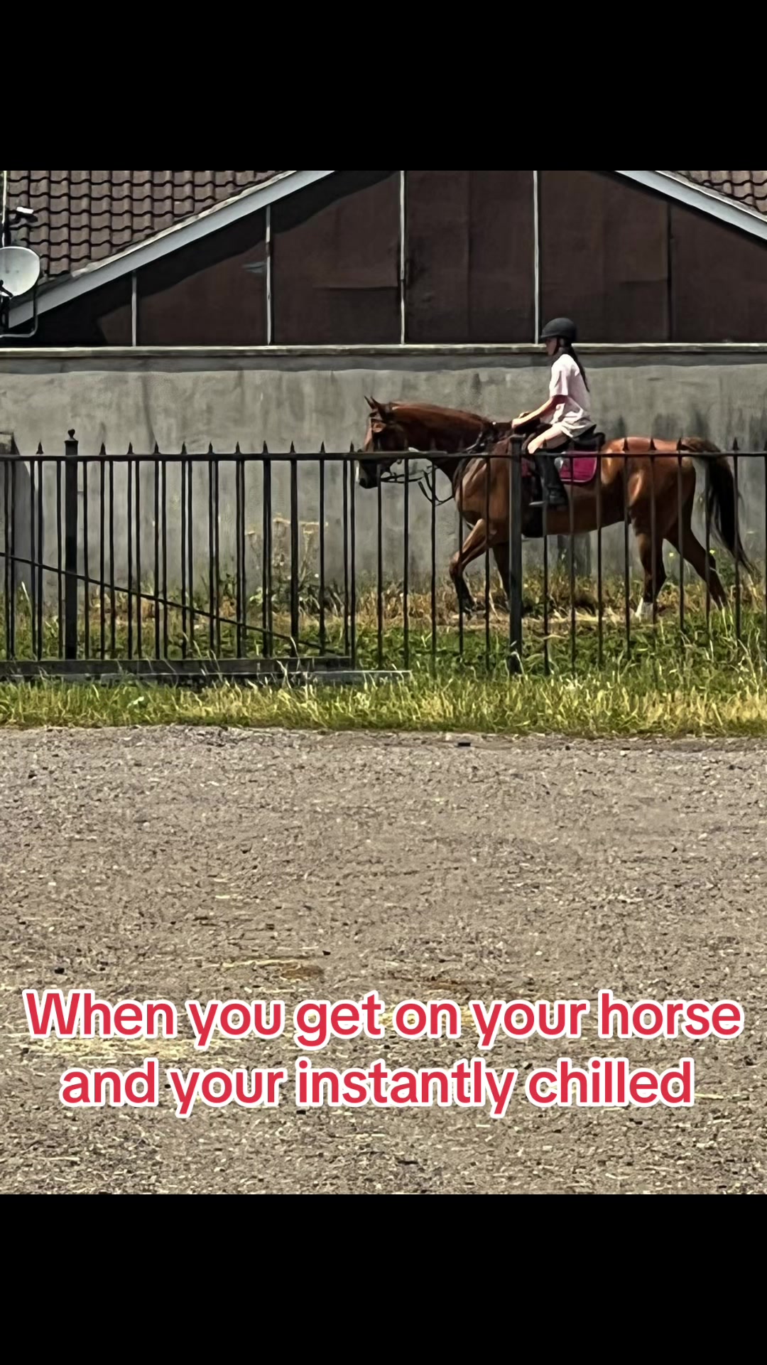 @Ronnie moore's showjumping