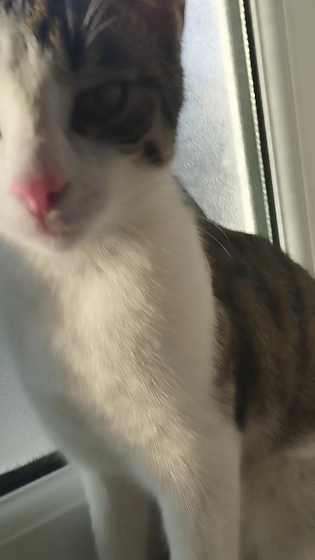 @🐾