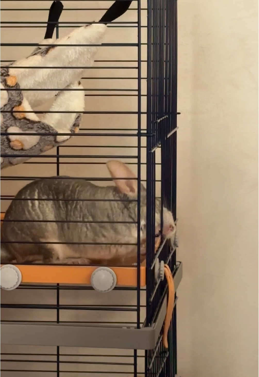@AlbiTheCinci🐭