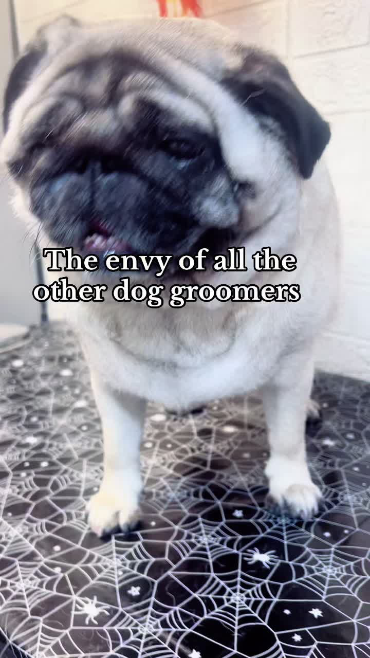 @Shampooches