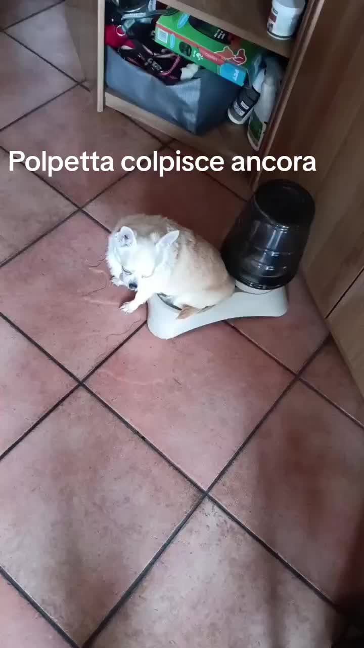 @marydonofrio870