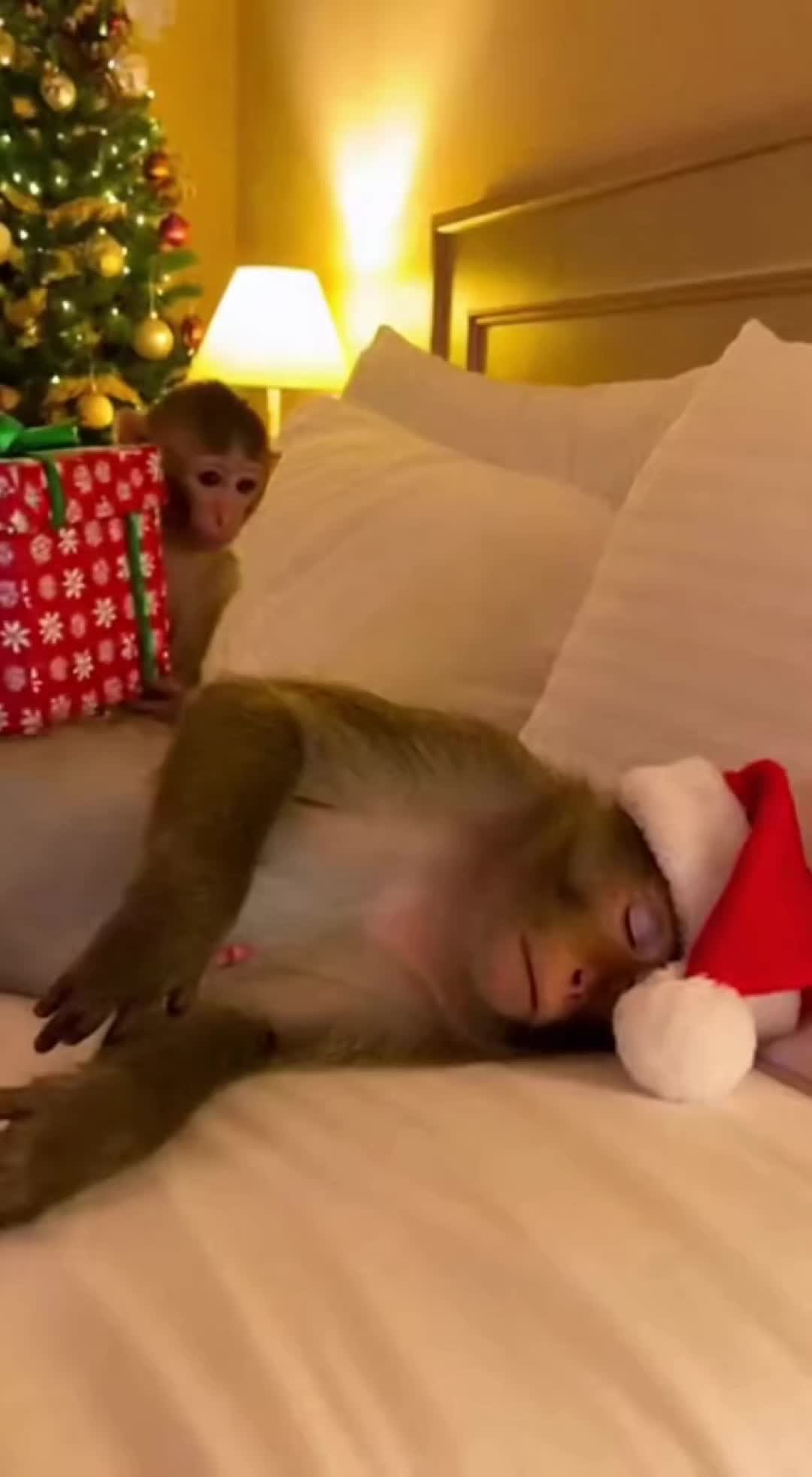 @monkeyfuntime