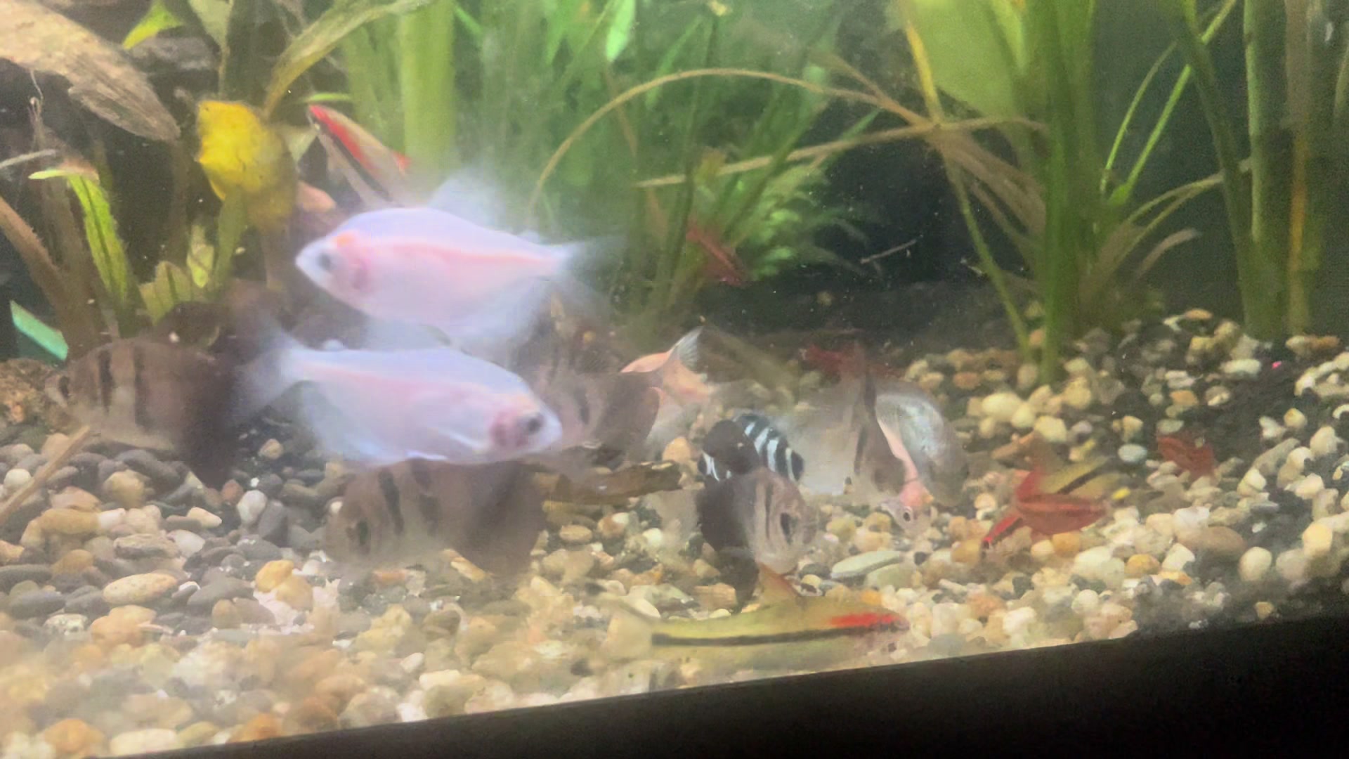 @CRBaquatics