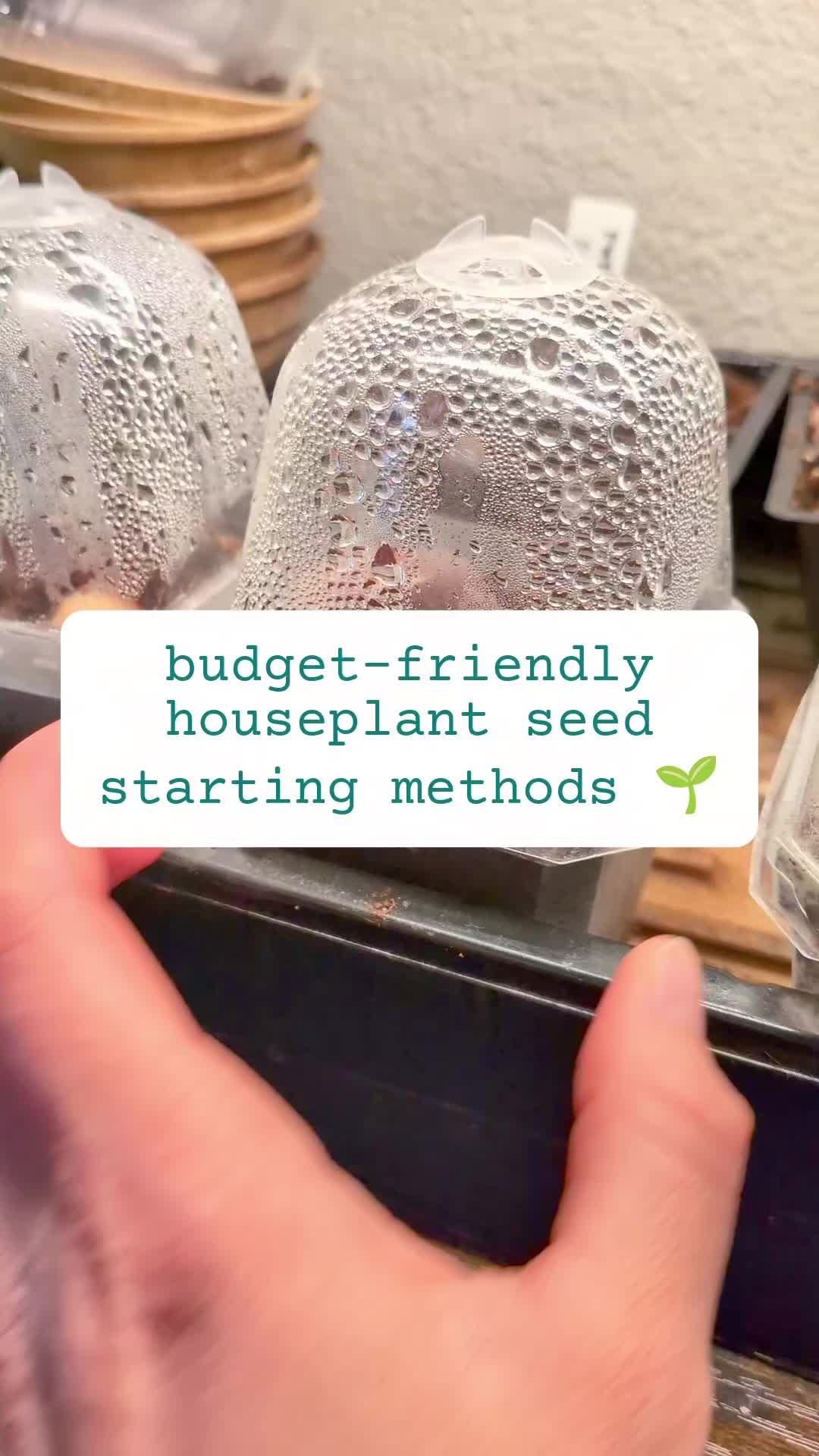 @Plantflix Seeds