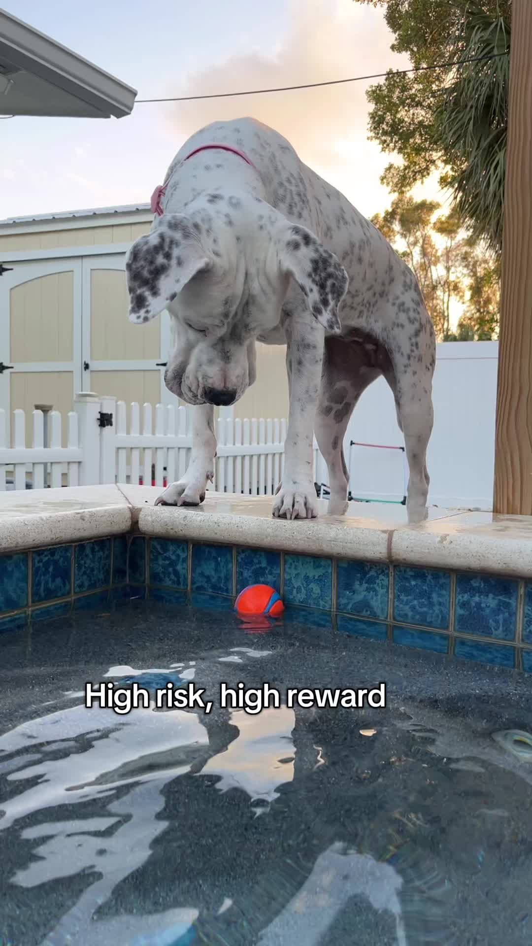 @lifewithstella