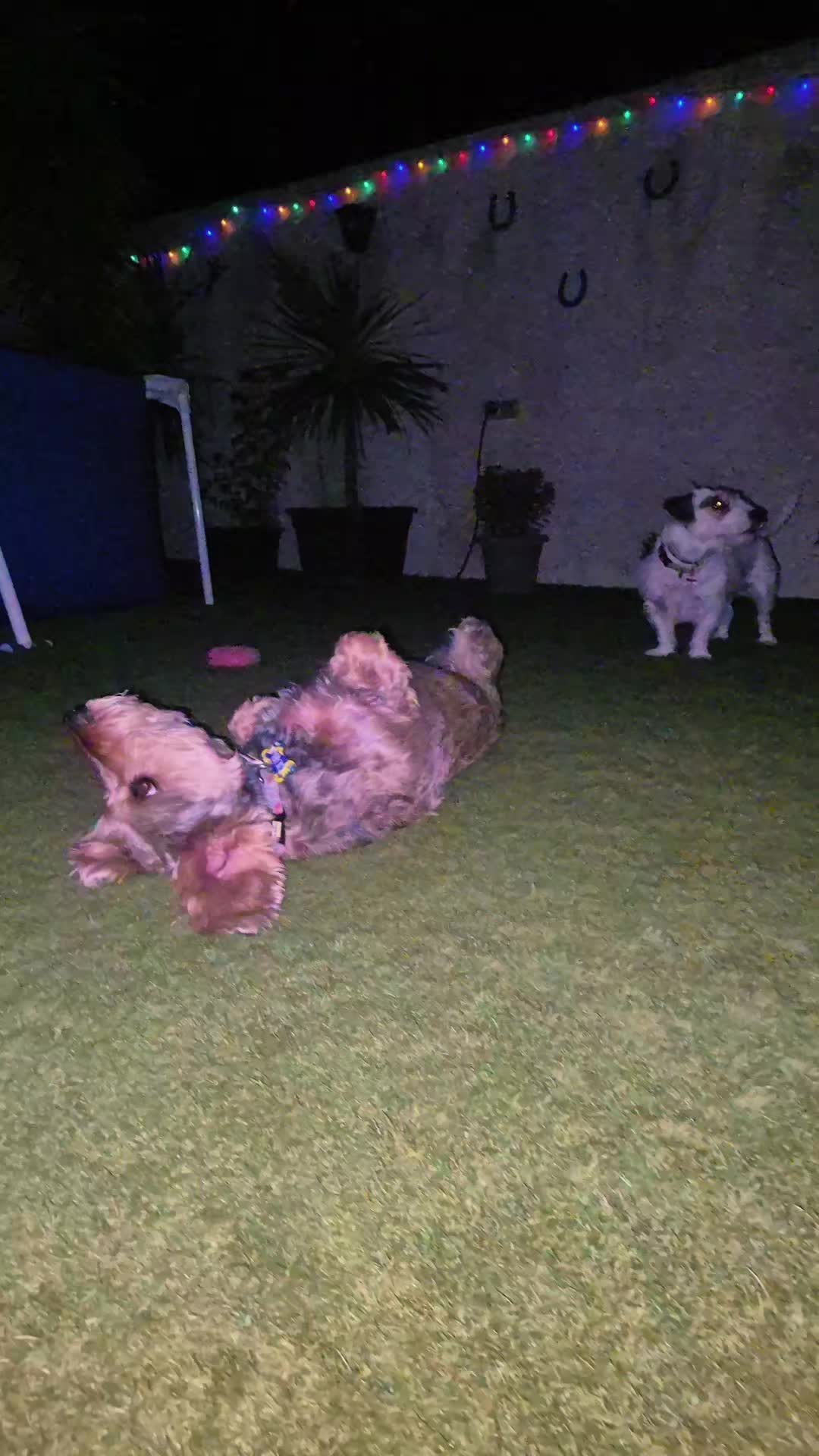 @Sari 🦆