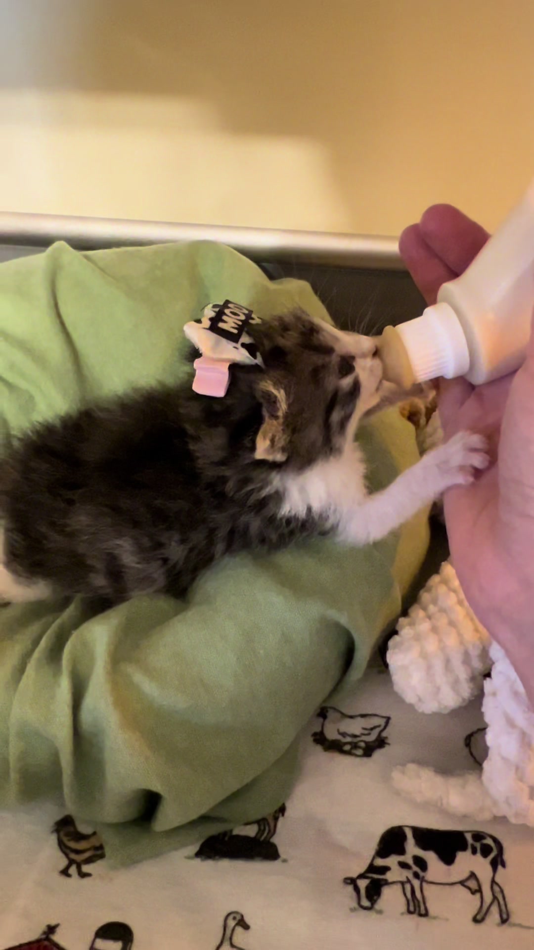 @Kitten.mama