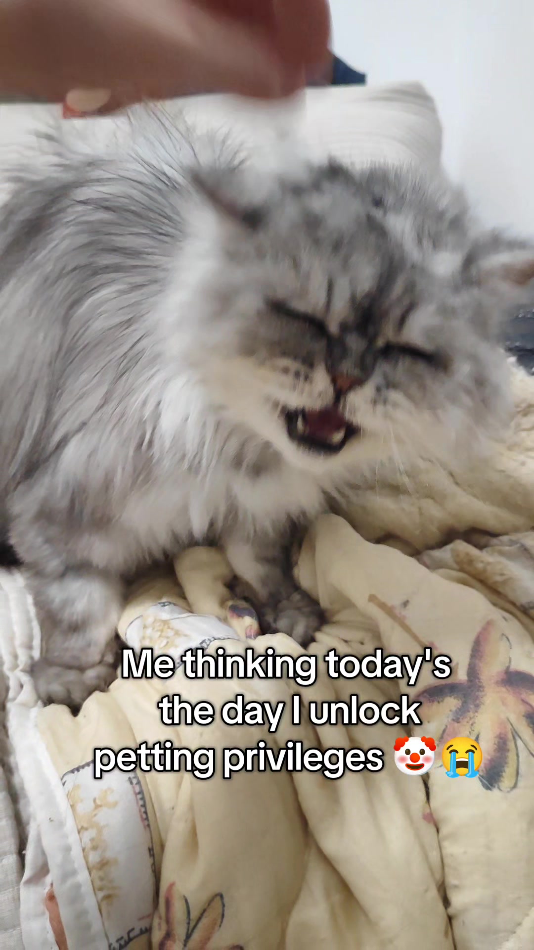 @Fluffy and Pixie