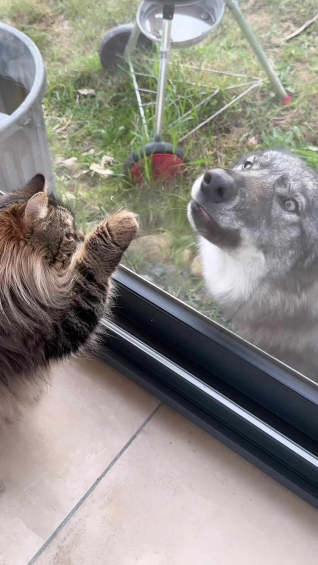 @Real_ArcaneWolfdog