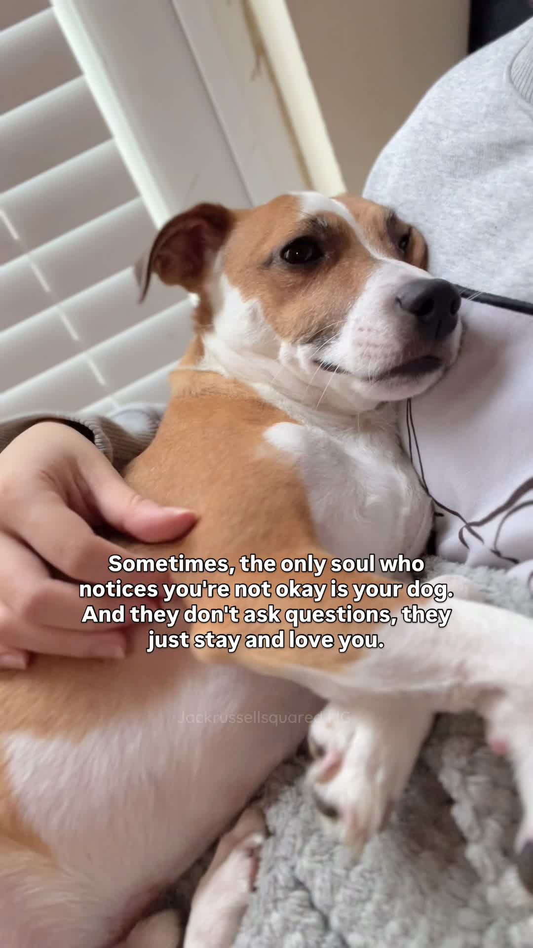 @jackrussellsquared