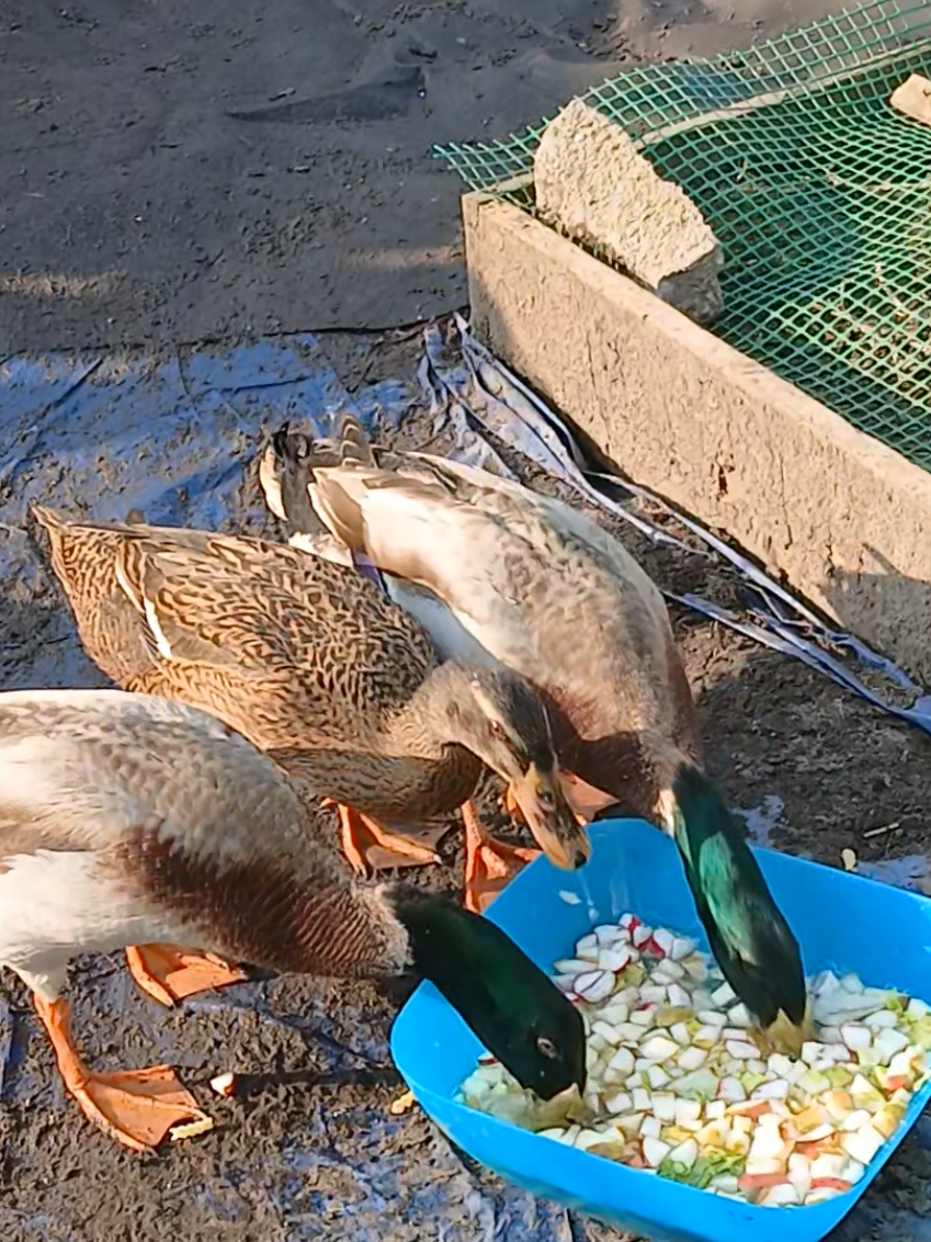 @Kaczogr&oacute;d u Milki🦆🦆🦆🦆