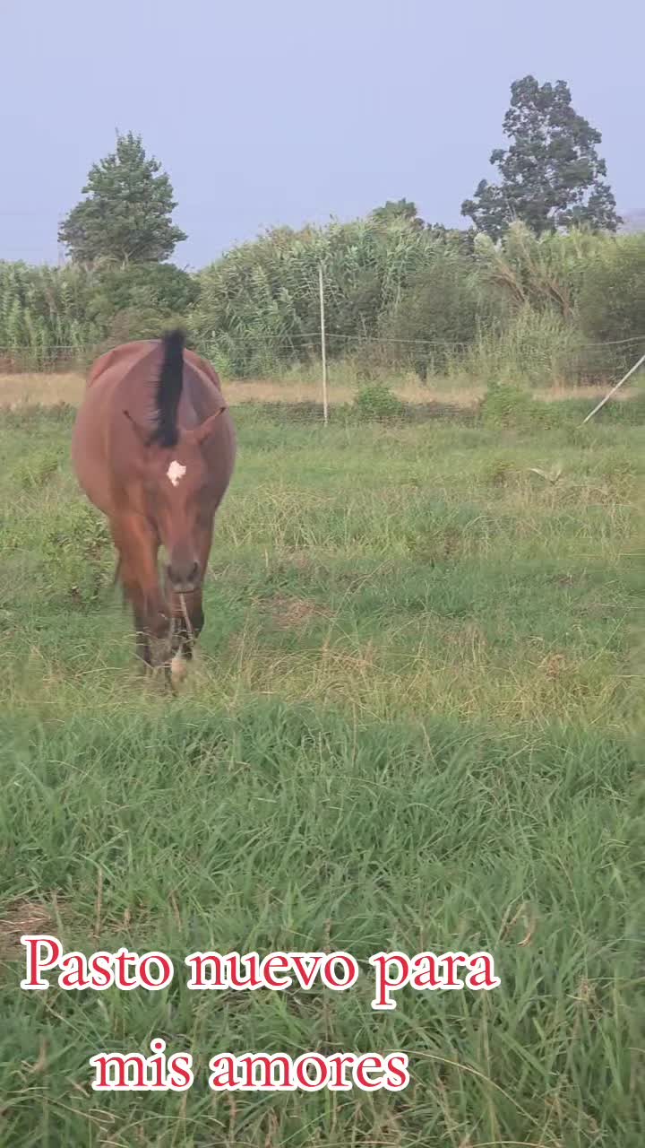 @@rinconlatino
