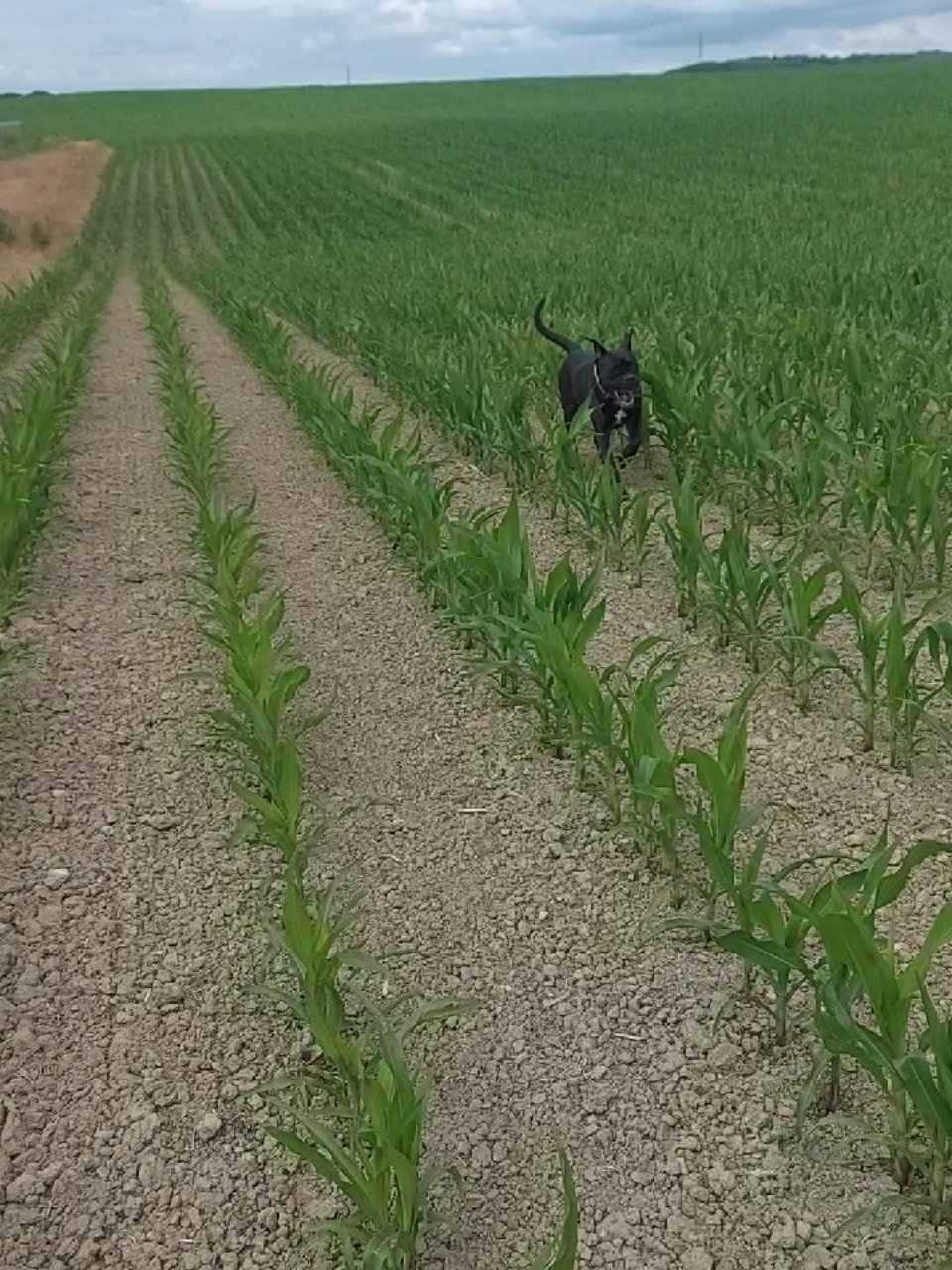@Canecorspuppy