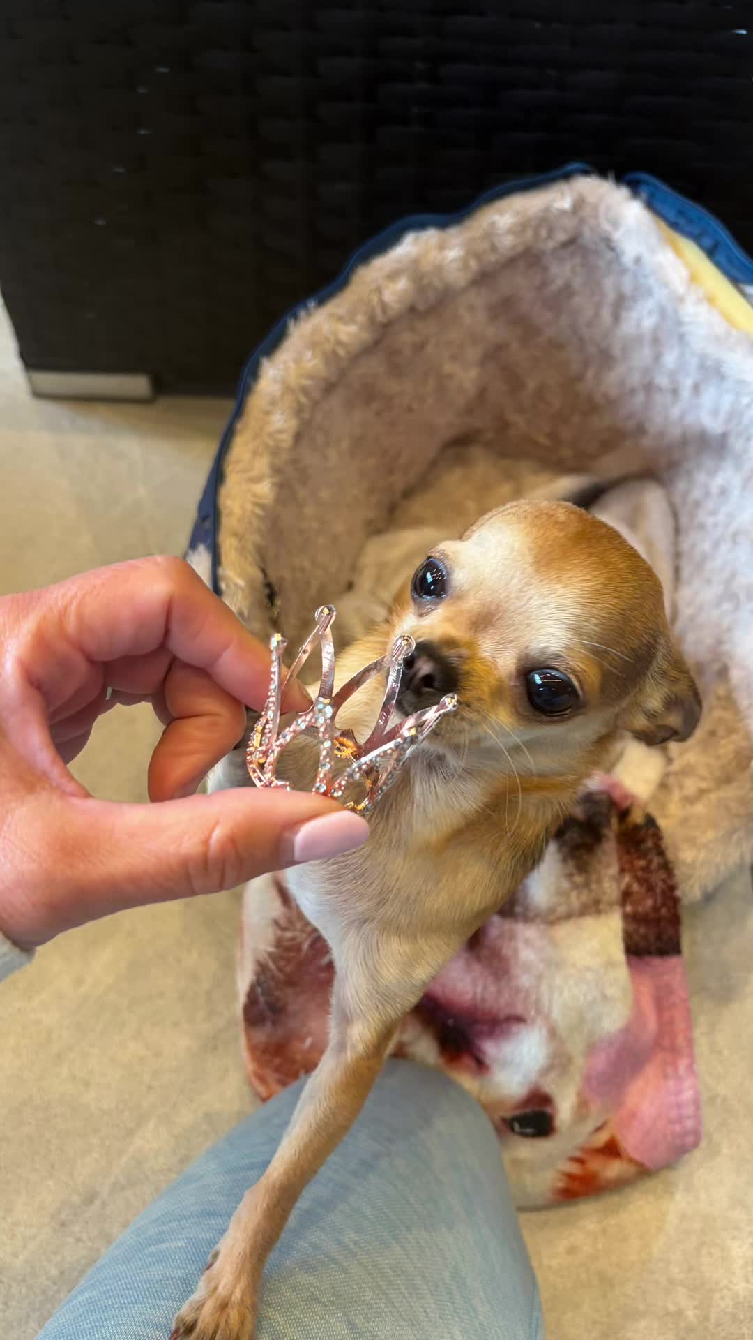 @Suffolk Chihuahuas