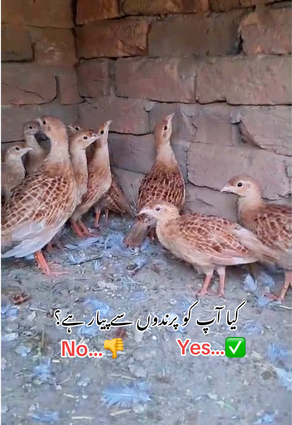 @Rayan Pets Zone