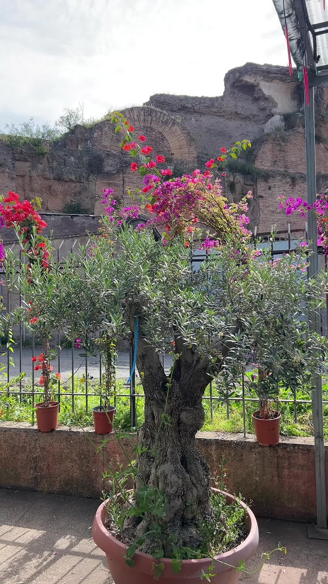 @vivaioanticogarden