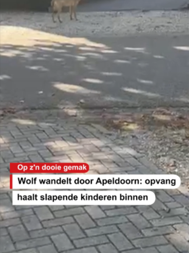 @De Stentor
