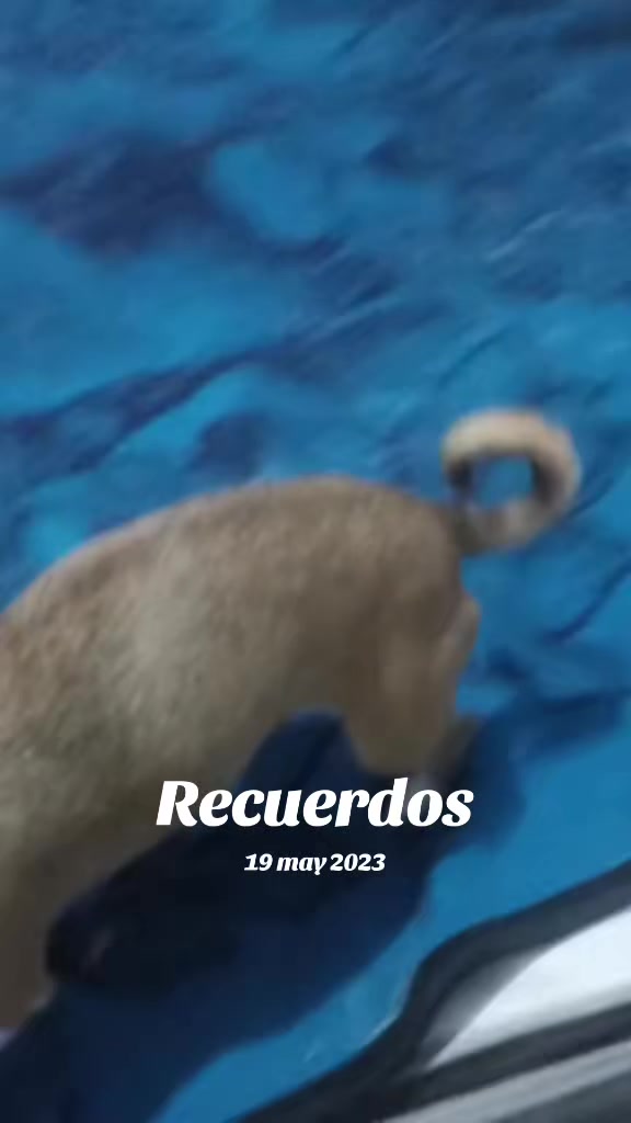@luiselpollo95