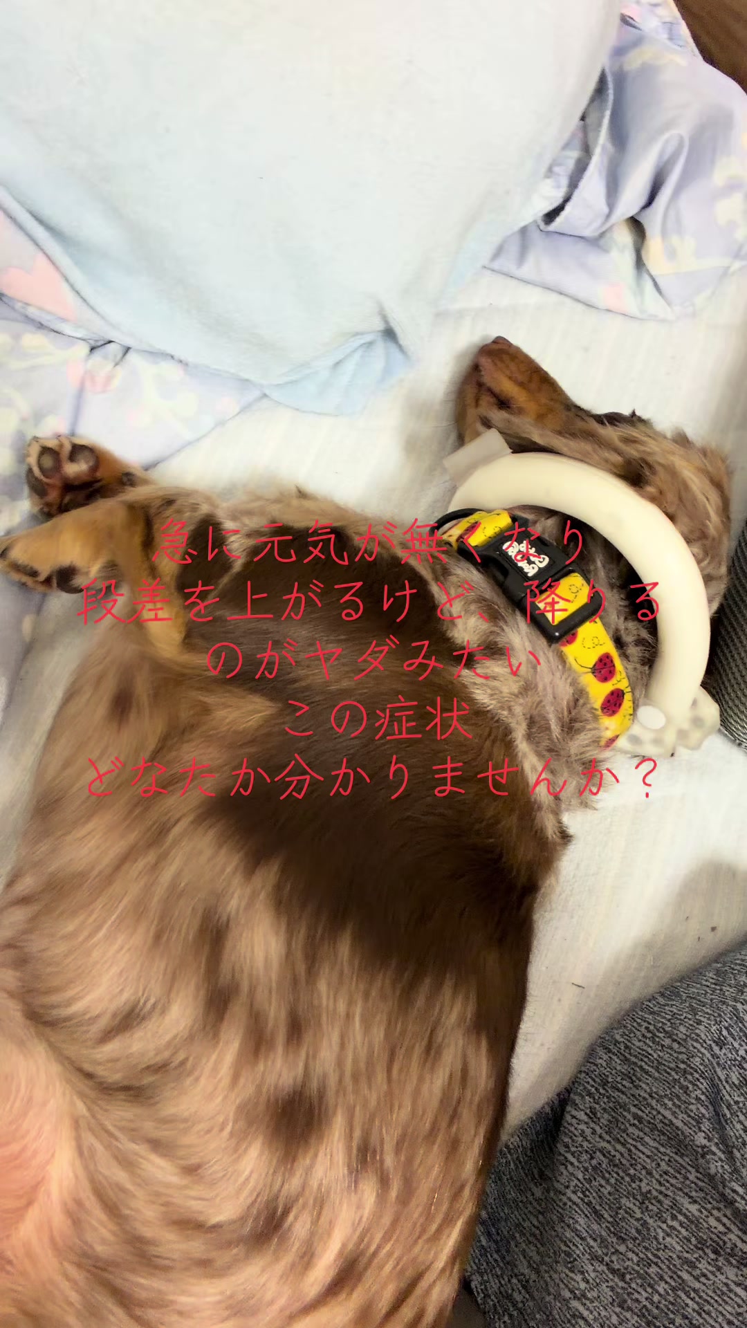 @ケン
