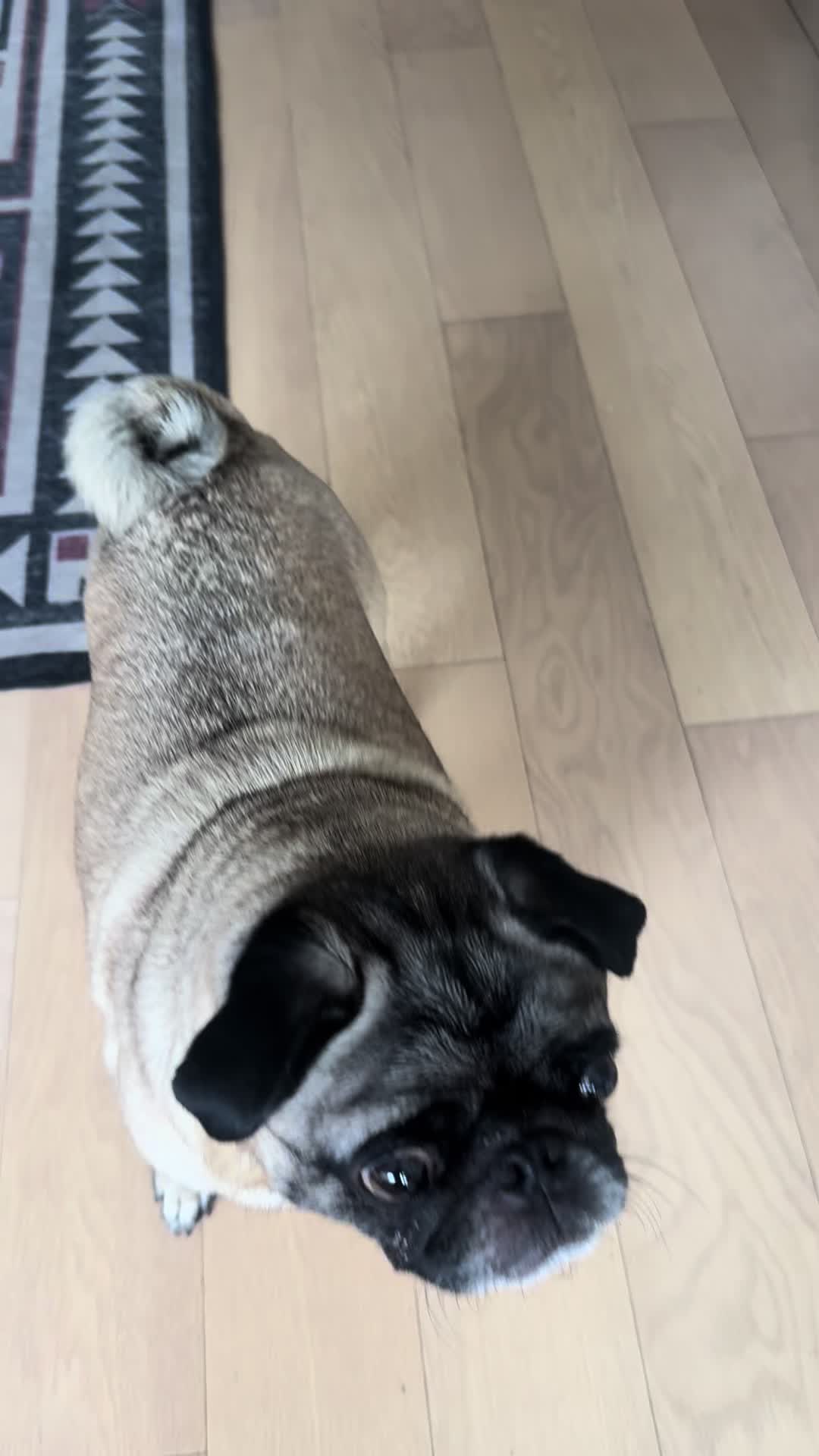 @thepugfang