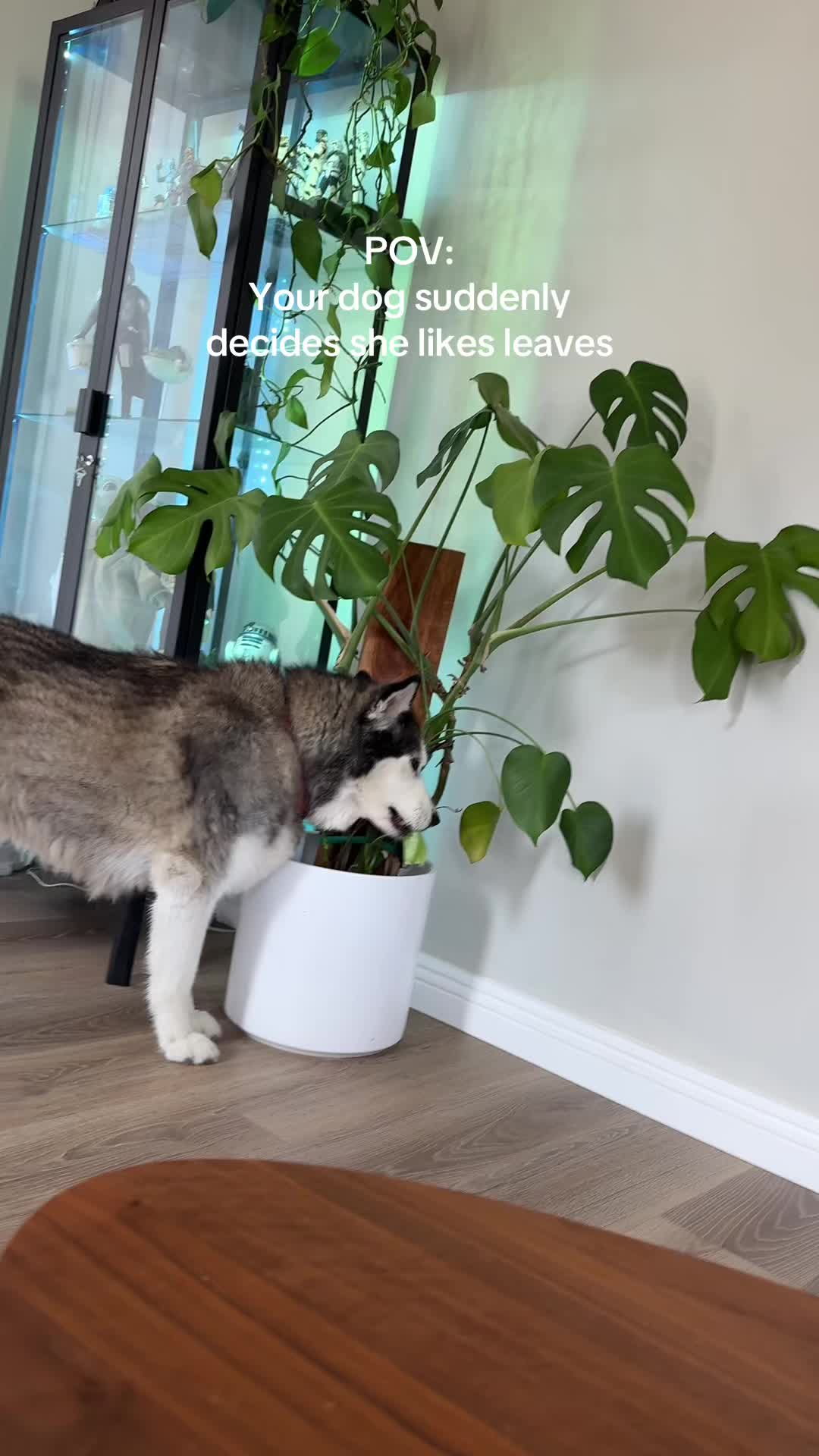 @and Luna 🐺