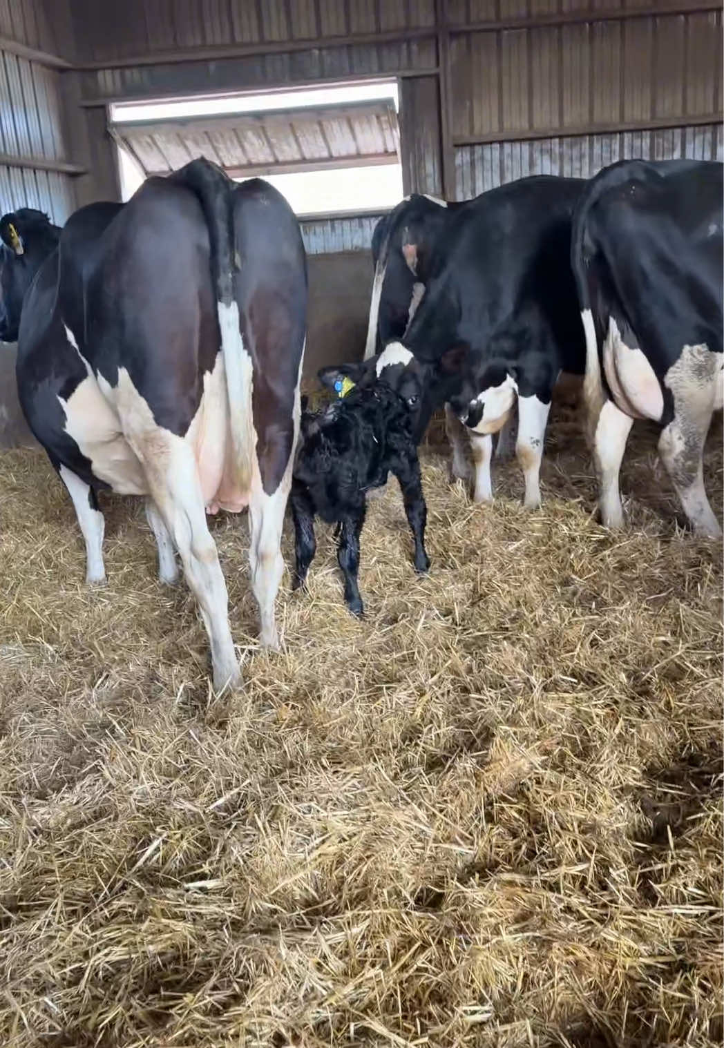 @Megan_dairygirl