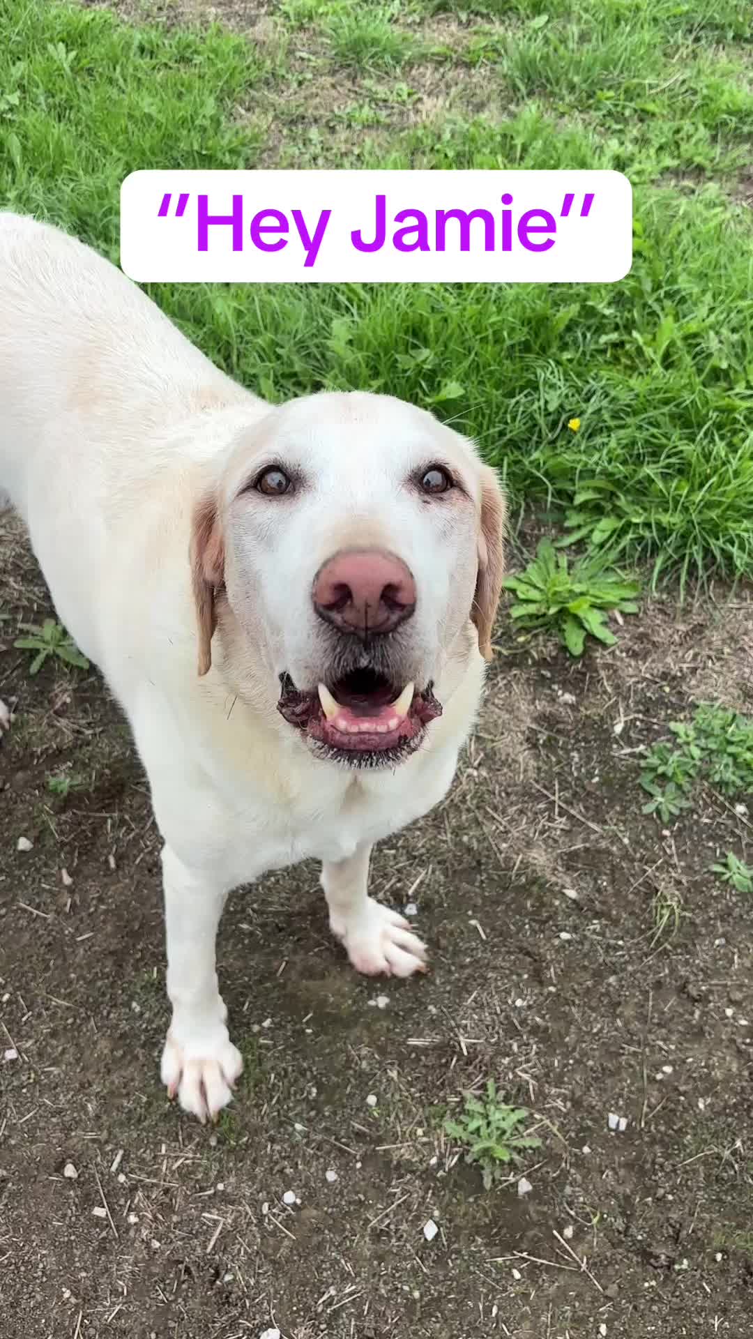 @Jamie of Burnsbys Walkies